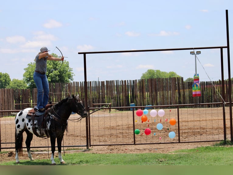 American Quarter Horse Ruin 7 Jaar Zwart in Morgan Mill TX