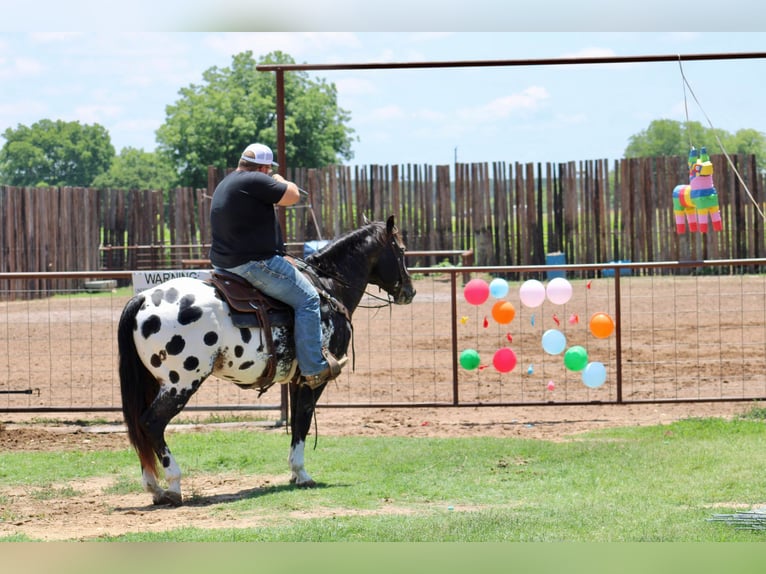 American Quarter Horse Ruin 7 Jaar Zwart in Morgan Mill TX