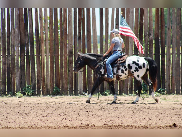 American Quarter Horse Ruin 7 Jaar Zwart in Morgan Mill TX