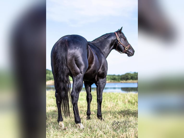 American Quarter Horse Ruin 7 Jaar Zwart in Coldspring TX