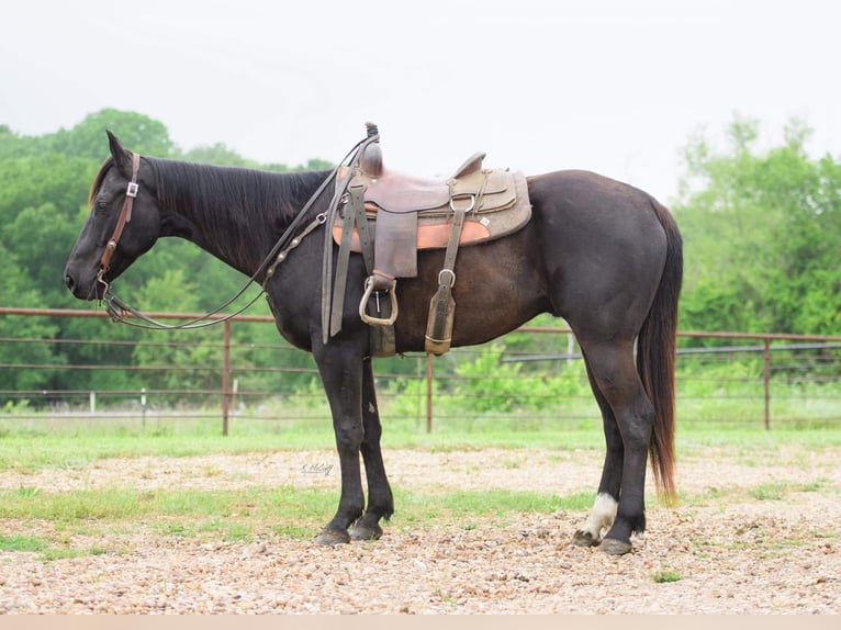 American Quarter Horse Ruin 7 Jaar Zwart in Savoy  TX