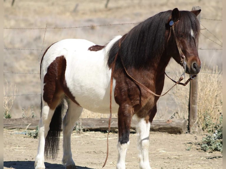 American Quarter Horse Ruin 8 Jaar 107 cm Tobiano-alle-kleuren in Bitterwater CA