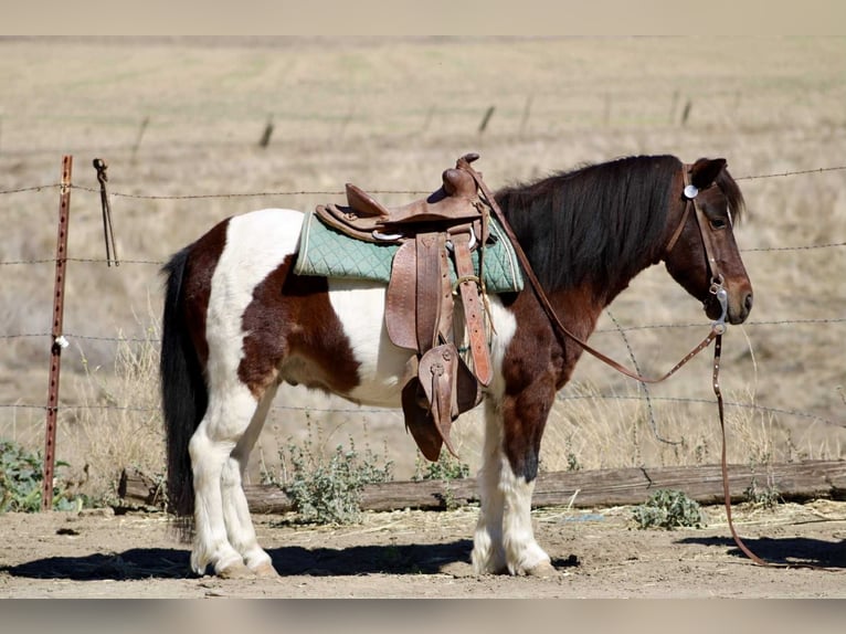 American Quarter Horse Ruin 8 Jaar 107 cm Tobiano-alle-kleuren in Bitterwater CA
