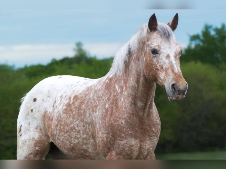 American Quarter Horse Ruin 8 Jaar 122 cm Roan-Bay in Cole Camp MO