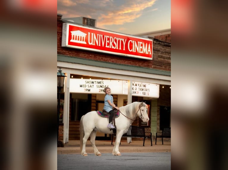 American Quarter Horse Ruin 8 Jaar 122 cm in Livingston Al