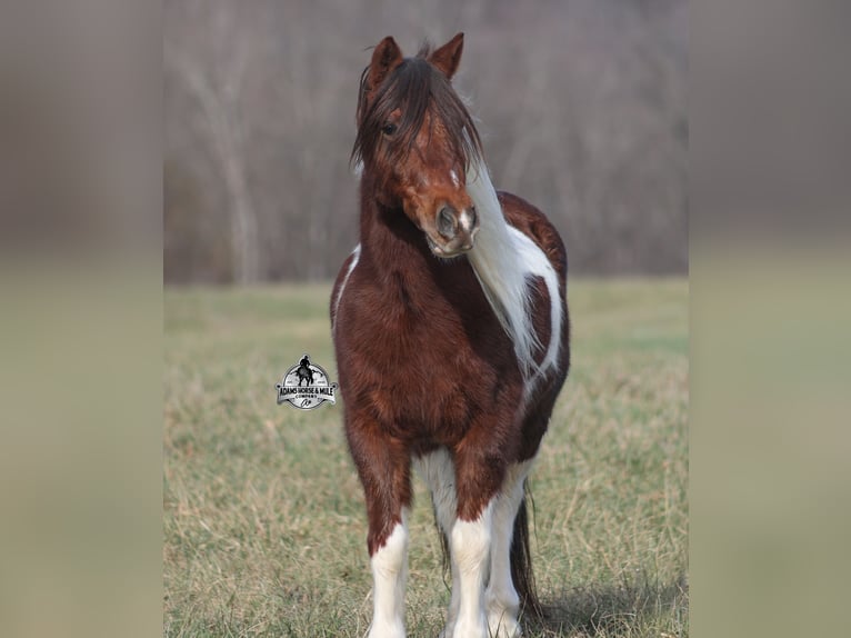 American Quarter Horse Ruin 8 Jaar 123 cm Tobiano-alle-kleuren in Mount Vernon