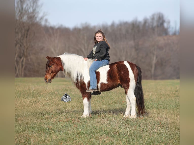 American Quarter Horse Ruin 8 Jaar 123 cm Tobiano-alle-kleuren in Mount Vernon