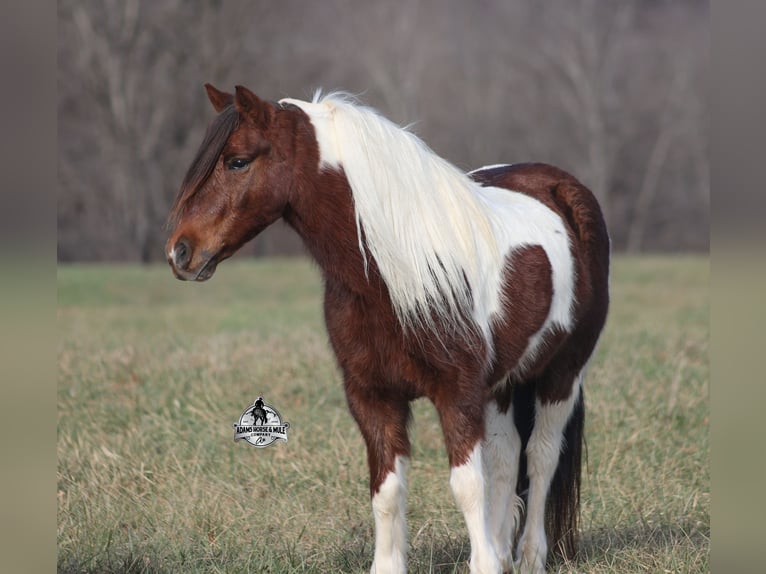 American Quarter Horse Ruin 8 Jaar 123 cm Tobiano-alle-kleuren in Mount Vernon