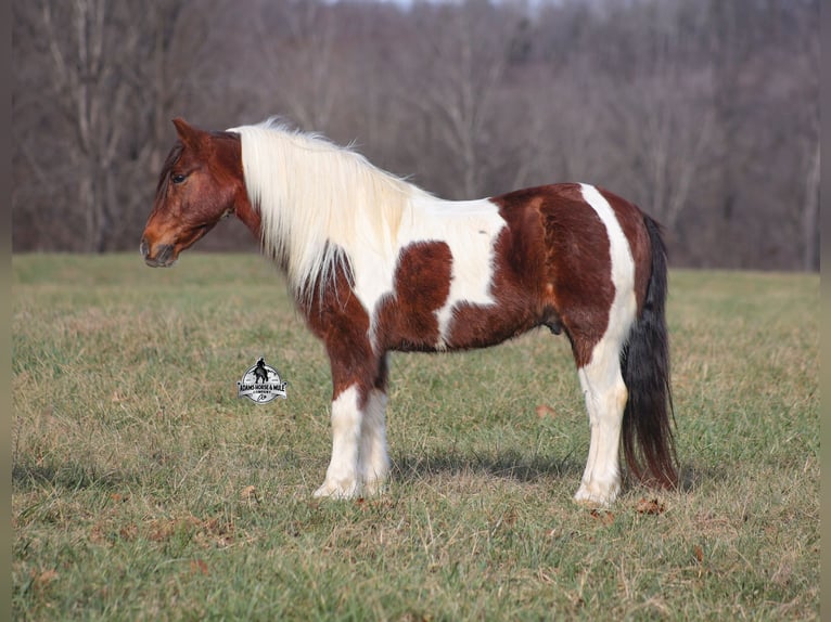 American Quarter Horse Ruin 8 Jaar 123 cm Tobiano-alle-kleuren in Mount Vernon