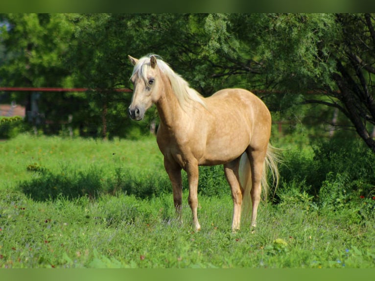 American Quarter Horse Ruin 8 Jaar 124 cm Palomino in Stephenville tX