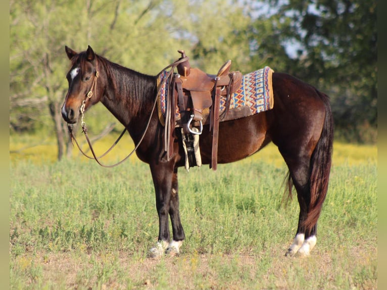 American Quarter Horse Ruin 8 Jaar 132 cm Roodbruin in Stephenville TX