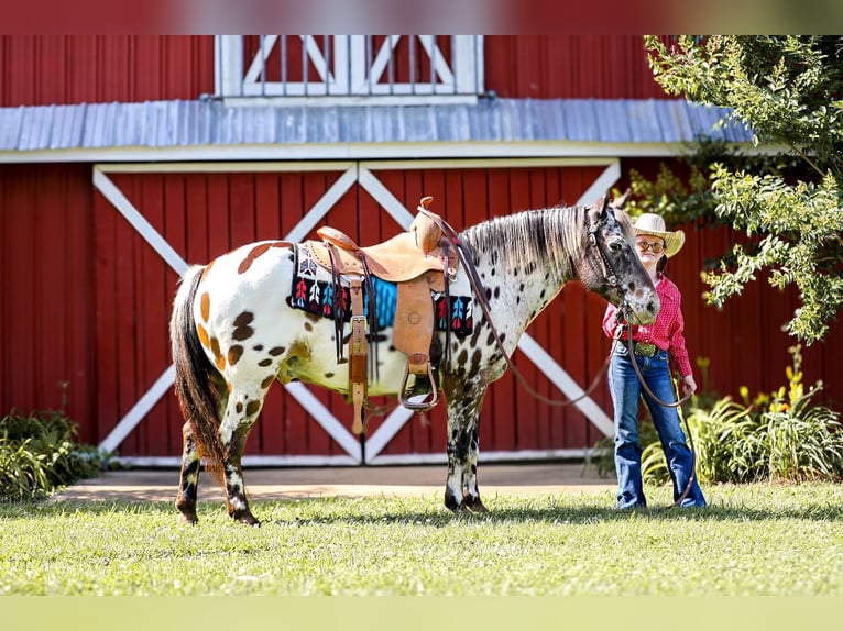 American Quarter Horse Ruin 8 Jaar 135 cm Donkere-vos in Mt Hope Al