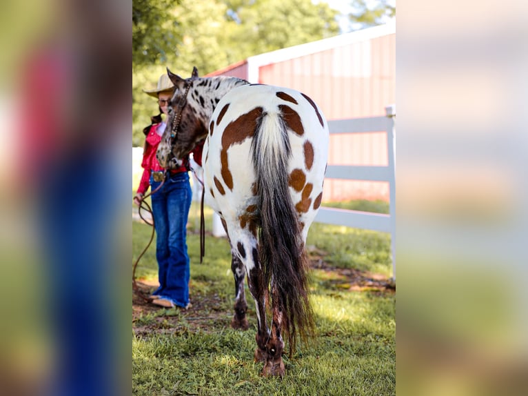 American Quarter Horse Ruin 8 Jaar 135 cm Donkere-vos in Mt Hope Al