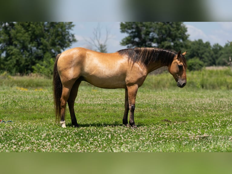 American Quarter Horse Ruin 8 Jaar 137 cm Falbe in Carrollton