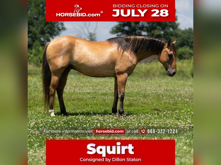 American Quarter Horse Ruin 8 Jaar 137 cm Falbe in Carrollton