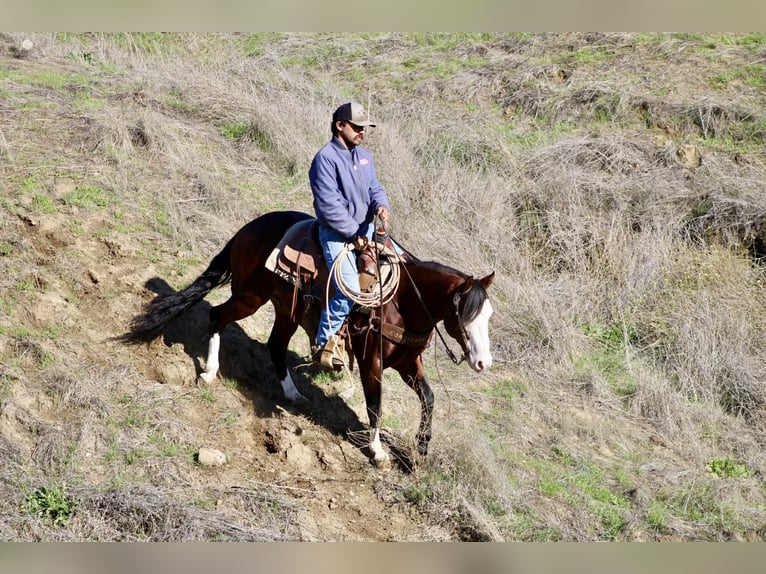 American Quarter Horse Ruin 8 Jaar 137 cm Roodbruin in Paicines CA