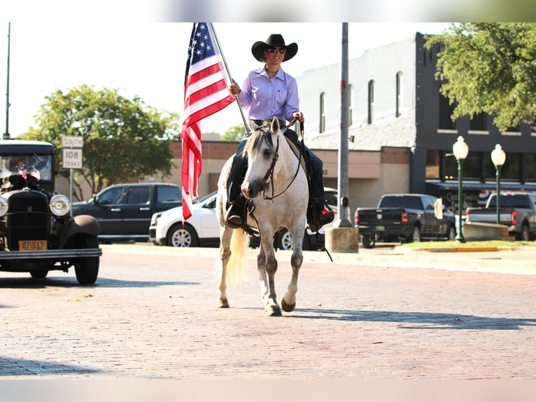 American Quarter Horse Ruin 8 Jaar 137 cm Schimmel in Stephenville, TX