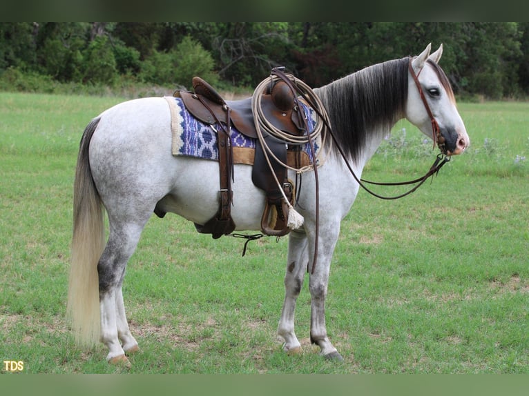 American Quarter Horse Ruin 8 Jaar 137 cm Schimmel in Stephenville, TX
