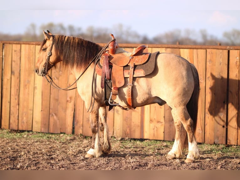 American Quarter Horse Ruin 8 Jaar 140 cm Falbe in Stephenville TX