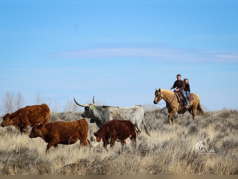 American Quarter Horse Ruin 8 Jaar 140 cm Palomino in Cody