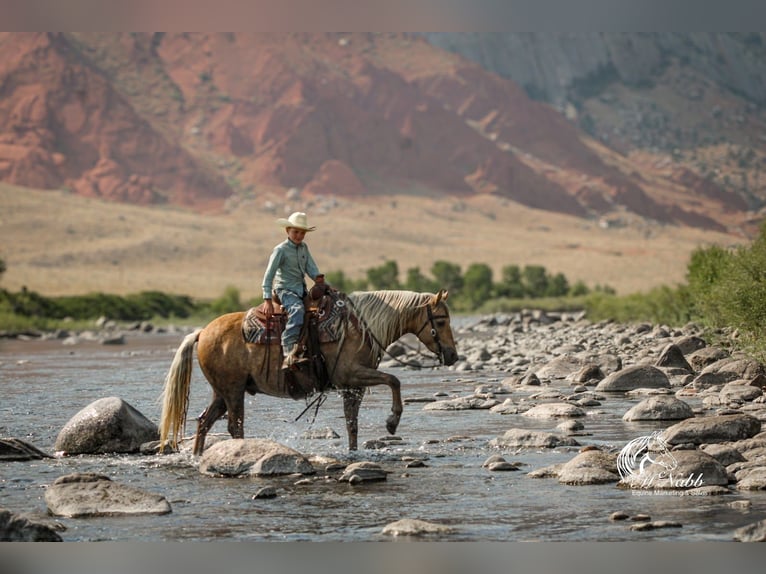 American Quarter Horse Ruin 8 Jaar 140 cm Palomino in Cody