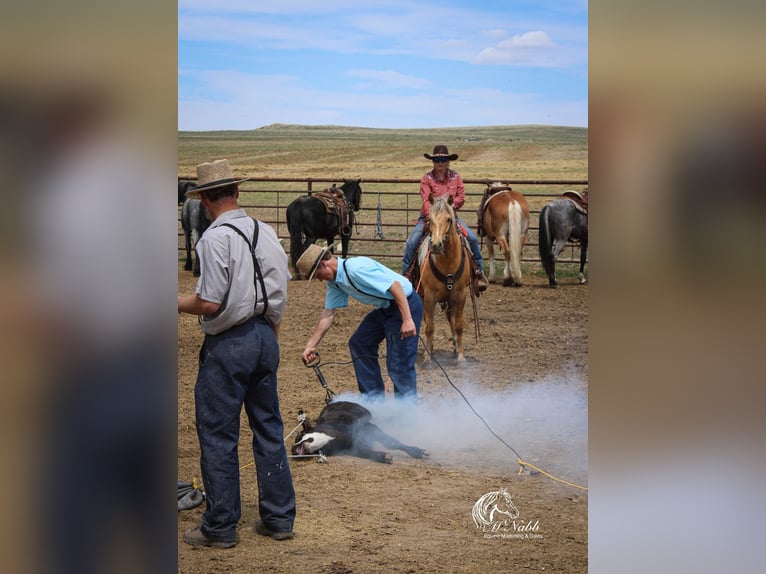 American Quarter Horse Ruin 8 Jaar 140 cm Palomino in Cody