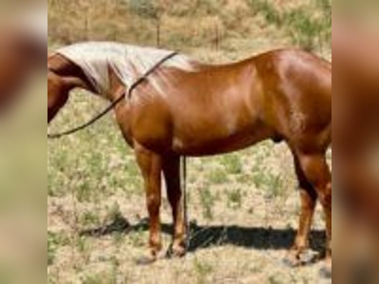 American Quarter Horse Ruin 8 Jaar 140 cm Palomino in Afton WY