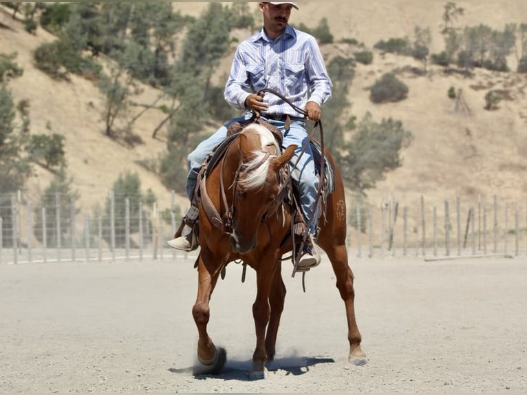 American Quarter Horse Ruin 8 Jaar 140 cm Palomino in Paicines CA