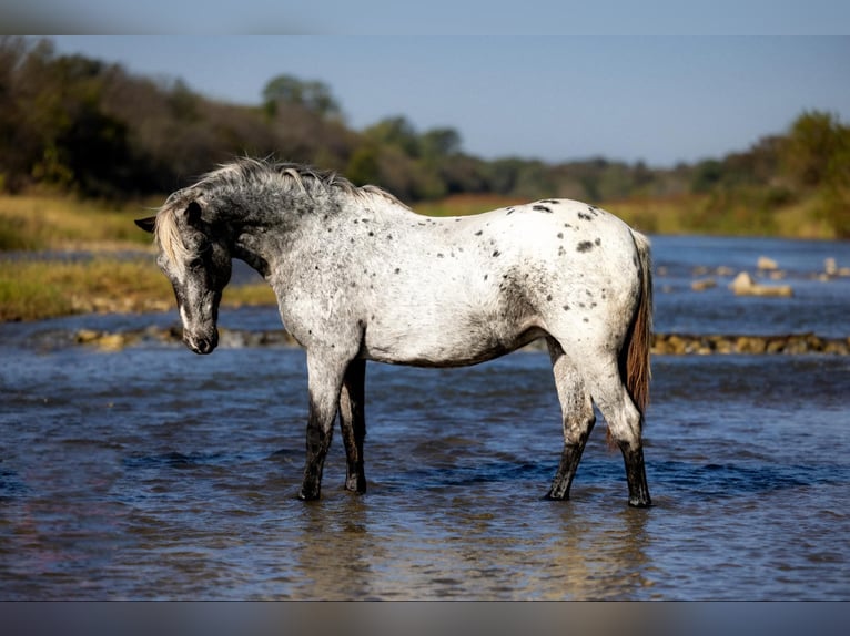 American Quarter Horse Ruin 8 Jaar 140 cm Schimmel in Guthrie OK