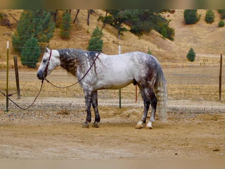 American Quarter Horse Ruin 8 Jaar 142 cm Appelschimmel in Tres Pinos