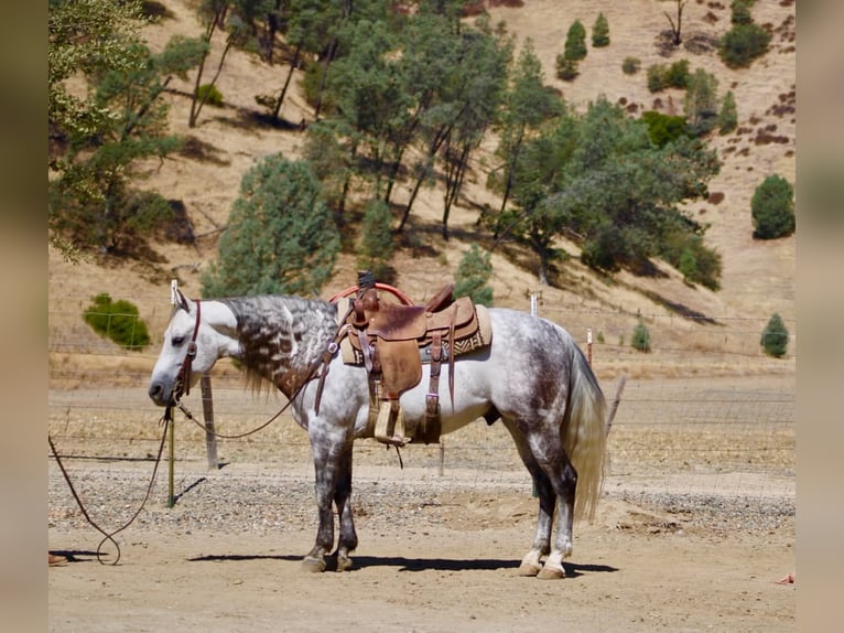 American Quarter Horse Ruin 8 Jaar 142 cm Appelschimmel in Tres Pinos