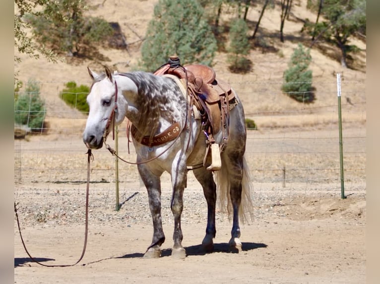 American Quarter Horse Ruin 8 Jaar 142 cm Appelschimmel in Tres Pinos