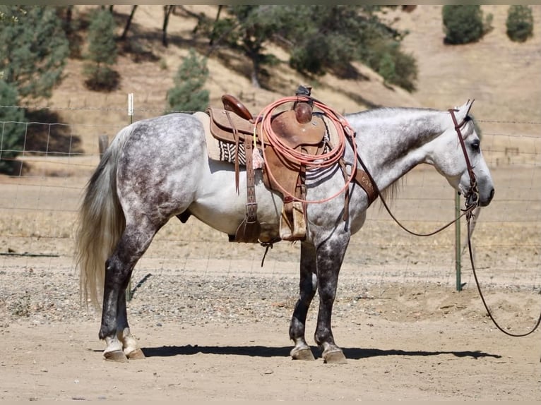 American Quarter Horse Ruin 8 Jaar 142 cm Appelschimmel in Tres Pinos