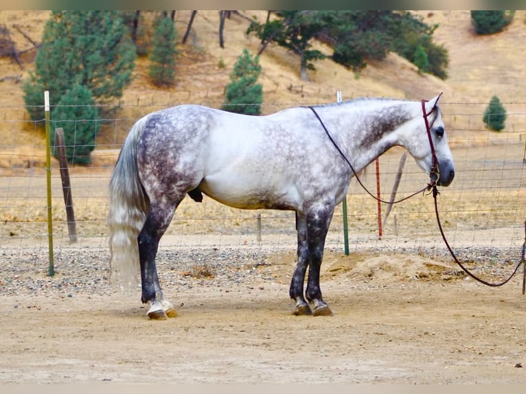 American Quarter Horse Ruin 8 Jaar 142 cm Appelschimmel in Tres Pinos