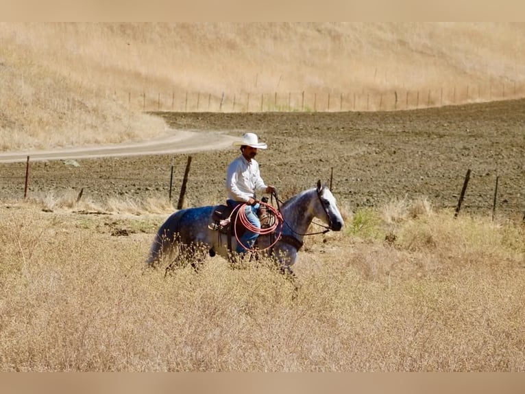 American Quarter Horse Ruin 8 Jaar 142 cm Appelschimmel in Tres Pinos