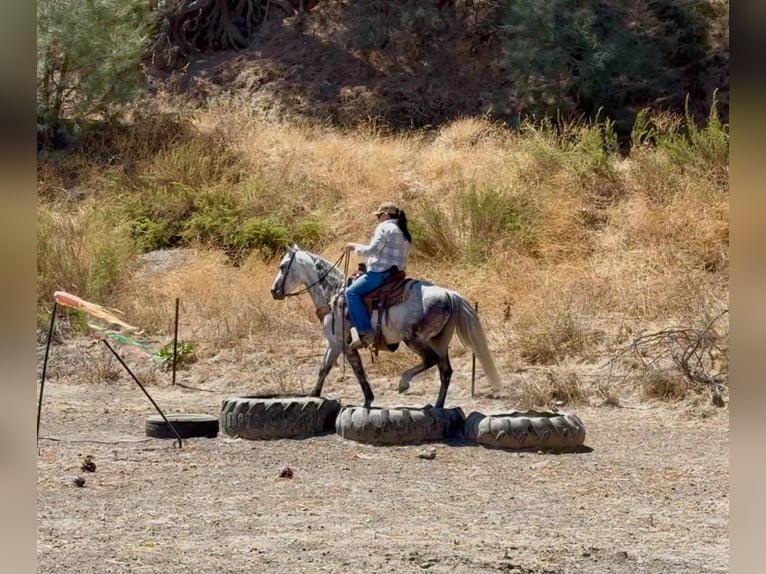 American Quarter Horse Ruin 8 Jaar 142 cm Appelschimmel in Tres Pinos