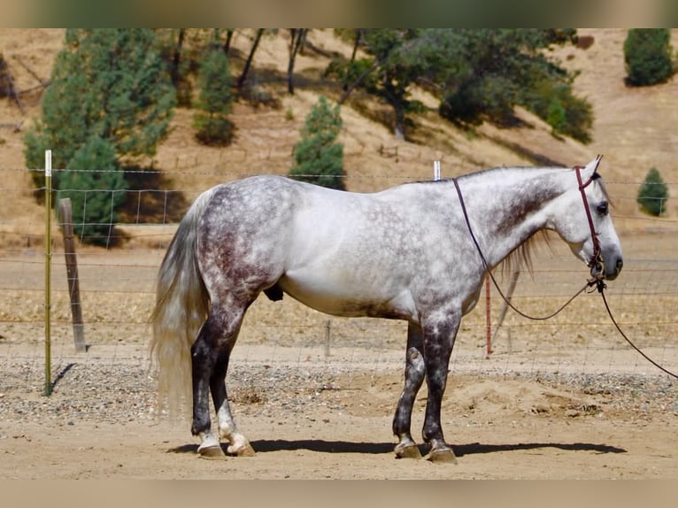 American Quarter Horse Ruin 8 Jaar 142 cm Appelschimmel in Tres Pinos