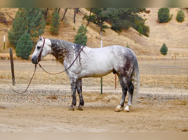 American Quarter Horse Ruin 8 Jaar 142 cm Appelschimmel in Tres Pinos