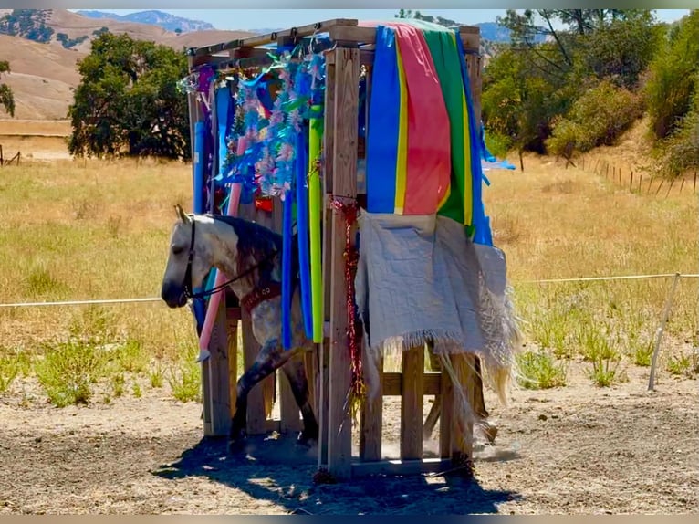 American Quarter Horse Ruin 8 Jaar 142 cm Appelschimmel in Tres Pinos