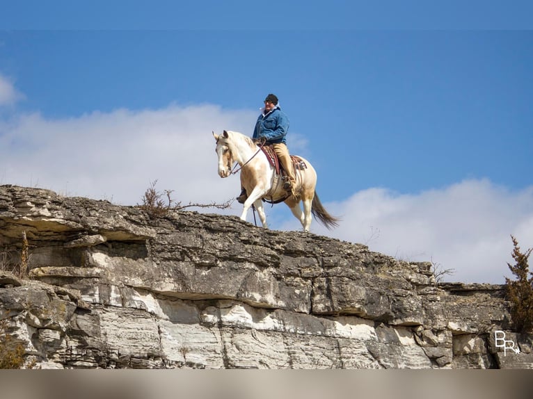 American Quarter Horse Ruin 8 Jaar 142 cm Buckskin in Mt Grove MO