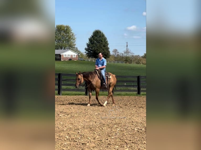 American Quarter Horse Ruin 8 Jaar 142 cm Falbe in Mayslick, KY