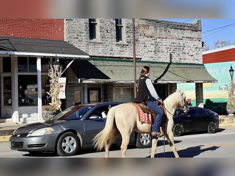 American Quarter Horse Ruin 8 Jaar 142 cm Palomino in Auburn