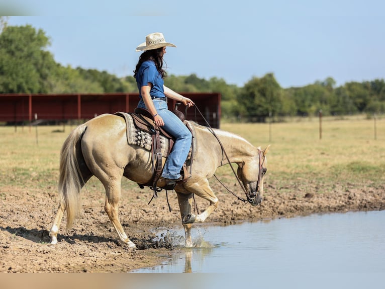 American Quarter Horse Ruin 8 Jaar 142 cm Palomino in Joshua