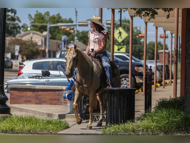 American Quarter Horse Ruin 8 Jaar 142 cm Palomino in Joshua