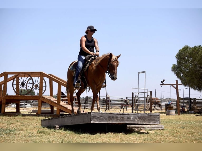 American Quarter Horse Ruin 8 Jaar 142 cm Palomino in Valley Springs CA