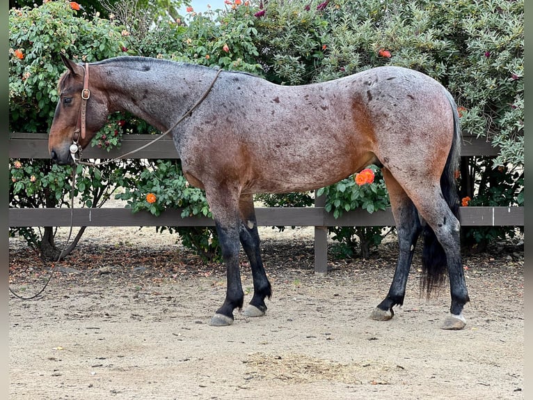 American Quarter Horse Ruin 8 Jaar 142 cm Roan-Bay in Paicines CA