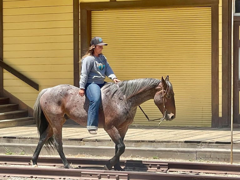 American Quarter Horse Ruin 8 Jaar 142 cm Roan-Bay in Paicines CA