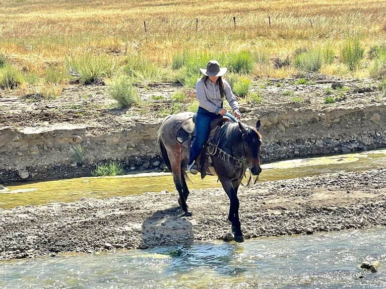 American Quarter Horse Ruin 8 Jaar 142 cm Roan-Bay in Paicines CA