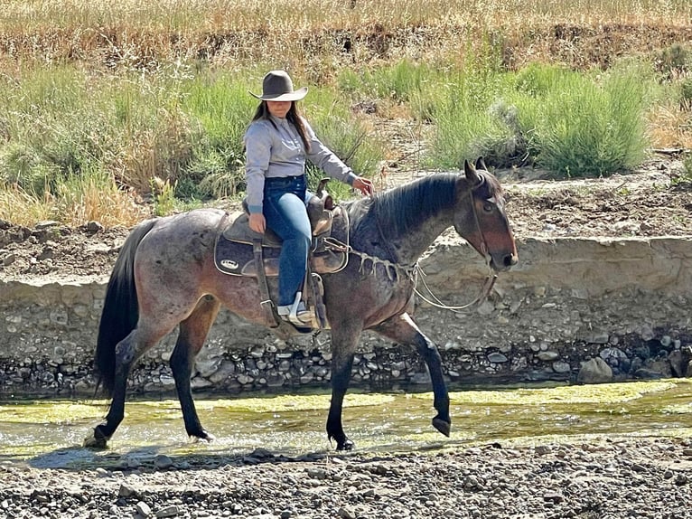 American Quarter Horse Ruin 8 Jaar 142 cm Roan-Bay in Paicines CA