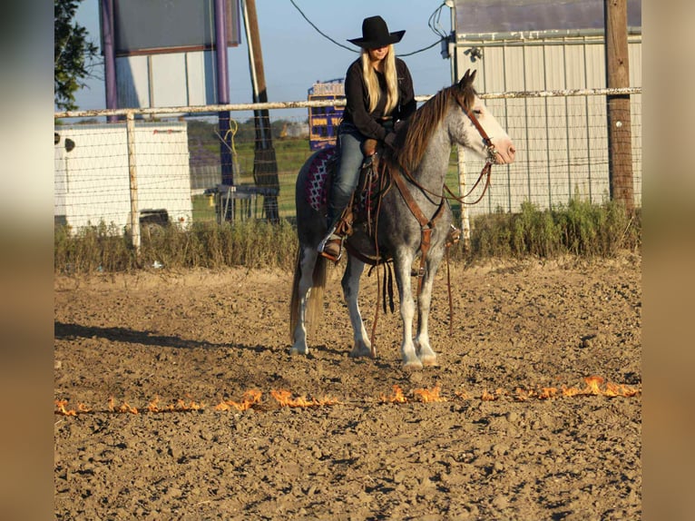 American Quarter Horse Ruin 8 Jaar 142 cm Roan-Blue in Stephenville TX